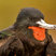 Great Frigatebird
